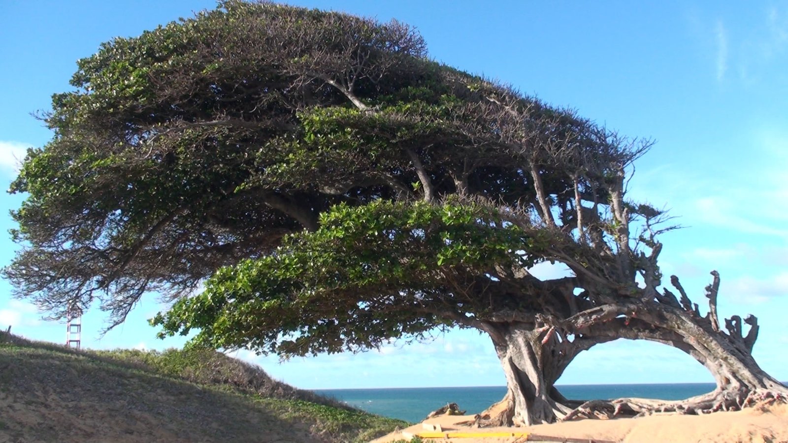 O que fazer em Natal, RN. Foto: Travel Brazil