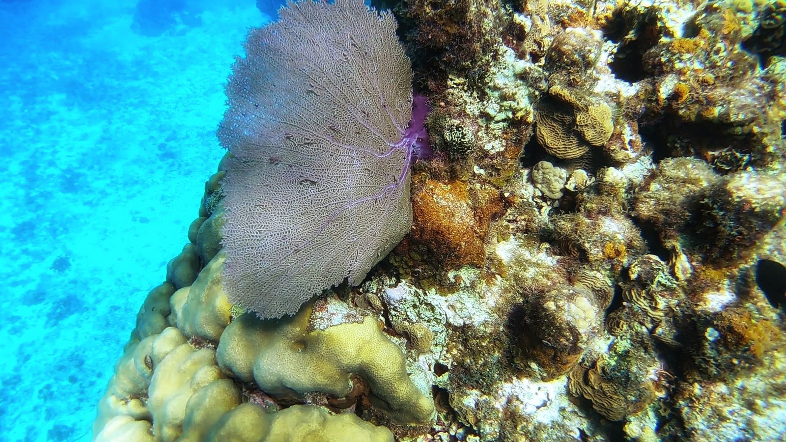 Casamento no Cruzeiro pelo Caribe. Snorkeling em Cozumel. Travel Brazil.