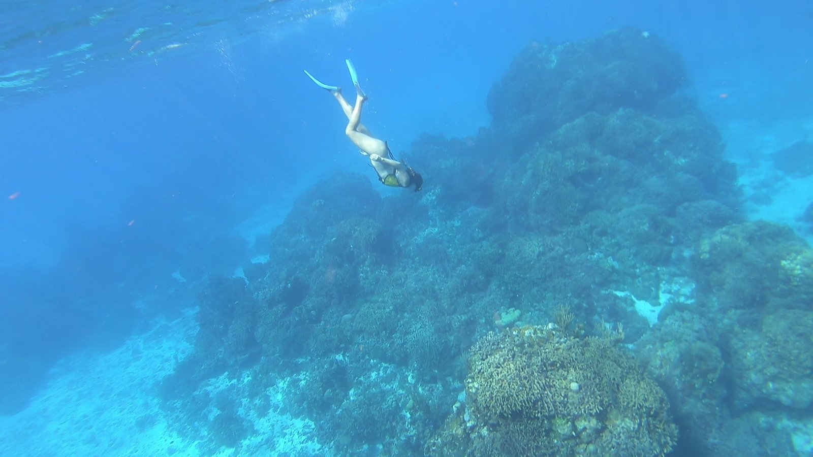 Casamento no Cruzeiro pelo Caribe. Snorkeling em Cozumel. Travel Brazil.