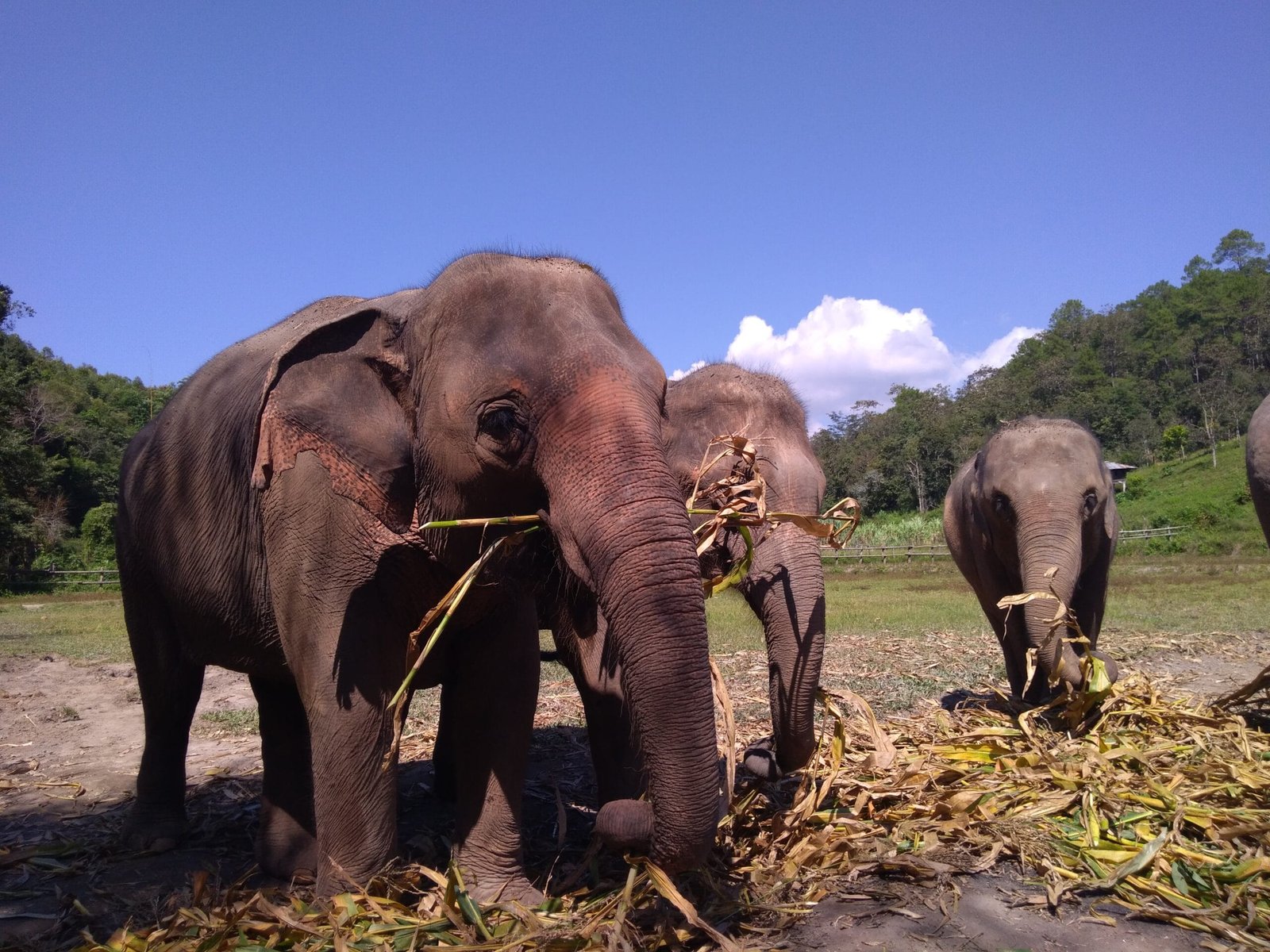 Viagem para a Tailândia:  Chiang Mai. Norte da Tailândia. Foto por Ana Travel. 