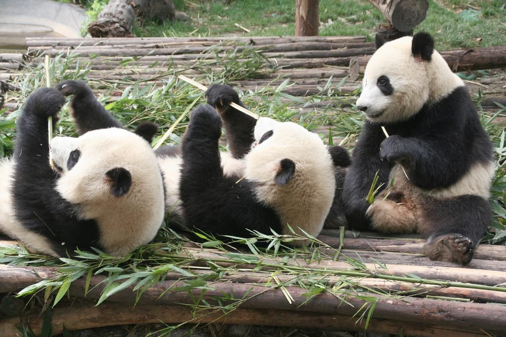China – Cuidando dos Pandas